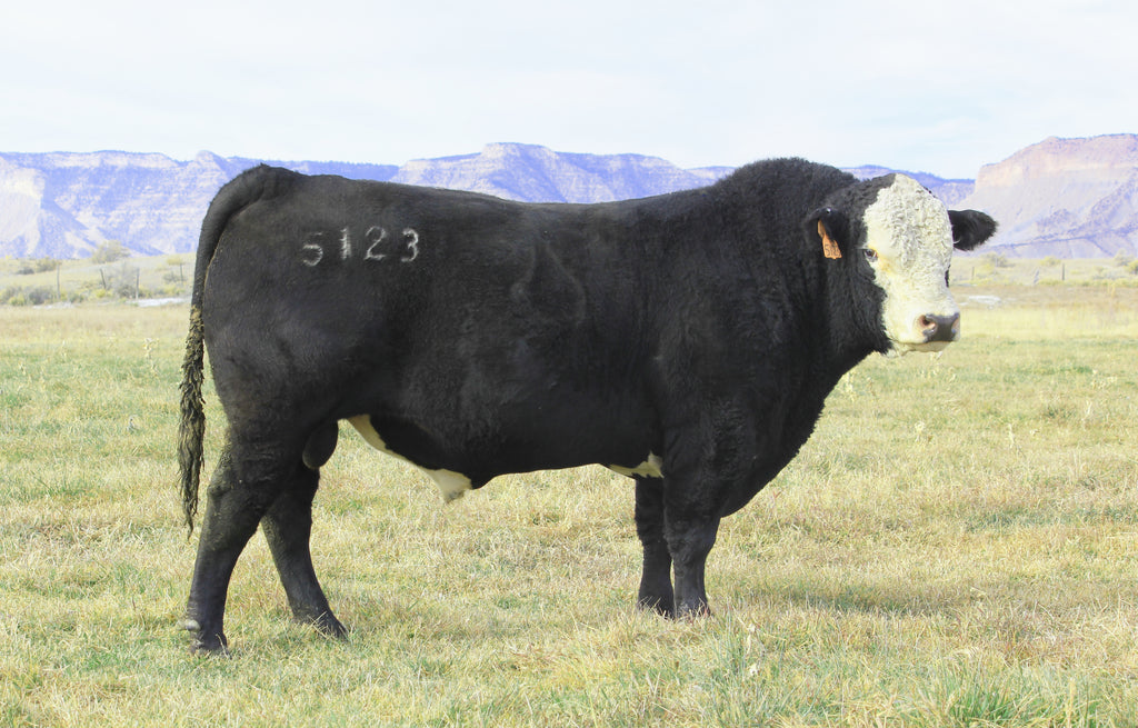 JO BLACK TRUST 5123