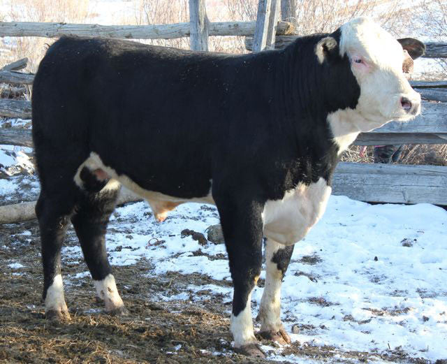 JN Balder Z071