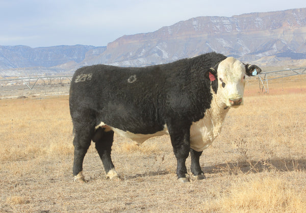 JCR'S American Revolution 2218