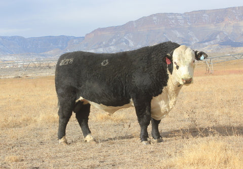 JCR'S American Revolution 2218