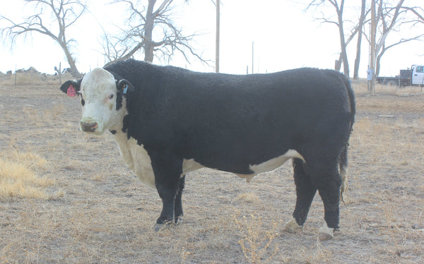 JCR'S American Revolution 2218