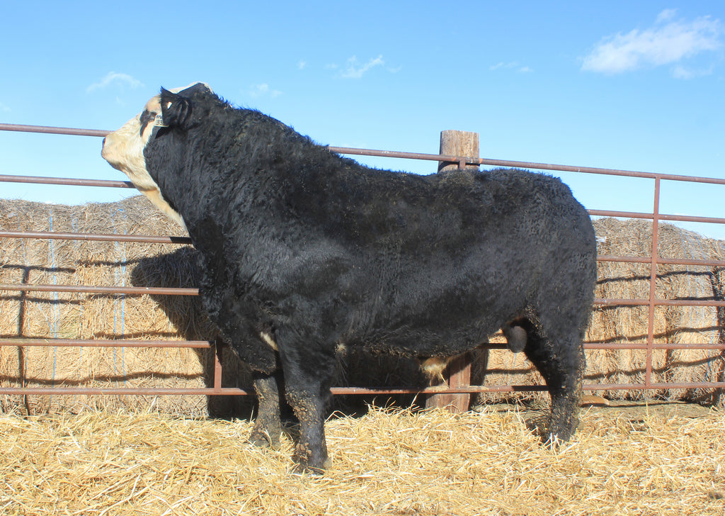 Kuriga Canadian Semen Package