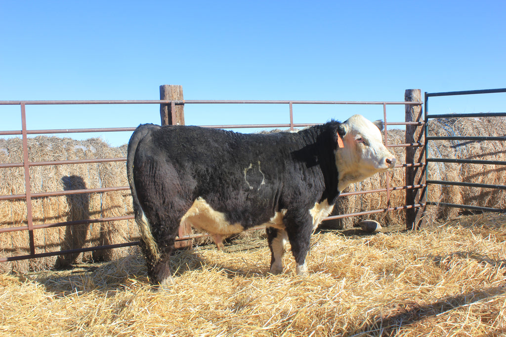 Jo Homegrown Legend 4242