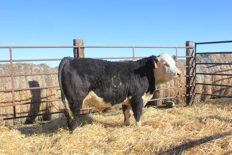 Jo Homegrown Legend 4242