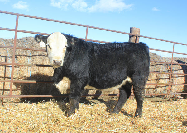 Jo Black Stryker 4811