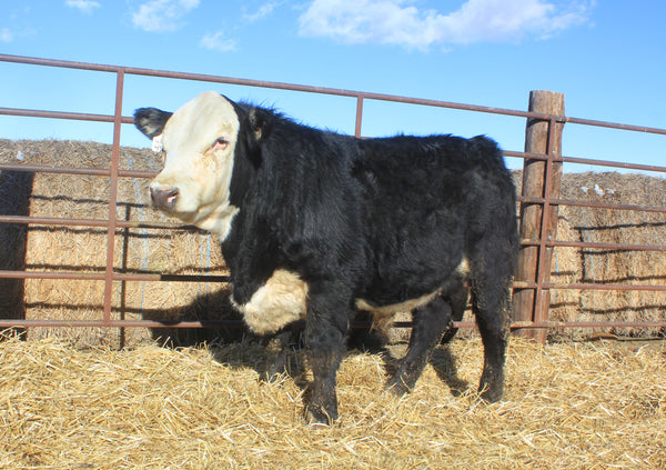 Jo Black Stryker 4811