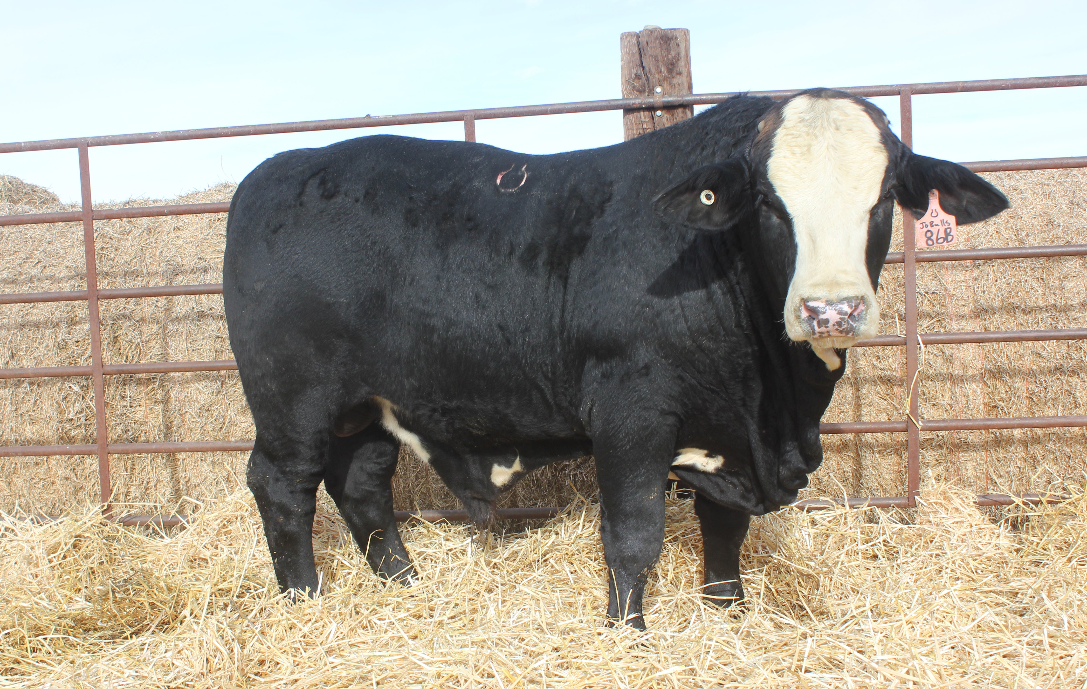 Bulls – Jobulls