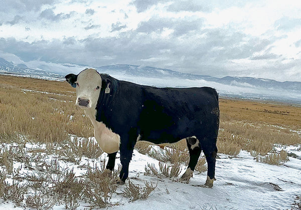 Sunnyvale Genetics - Shipment to New Zealand