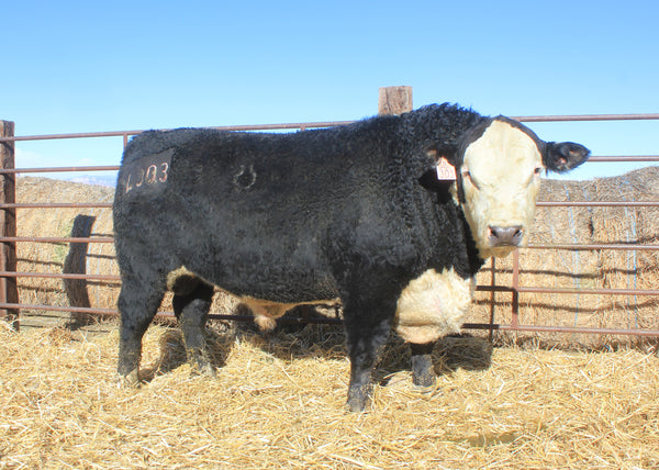 Jo PVR Jumbo Domino L303