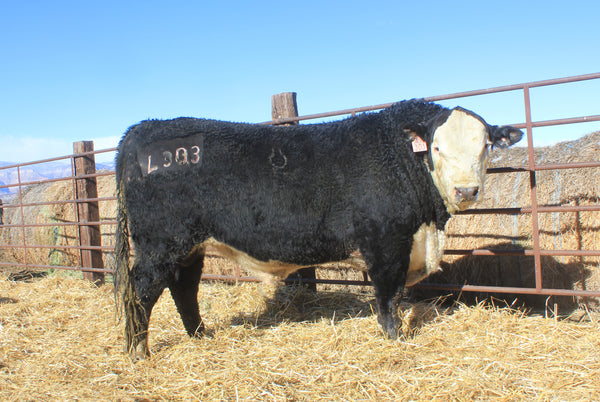 Jo PVR Jumbo Domino L303