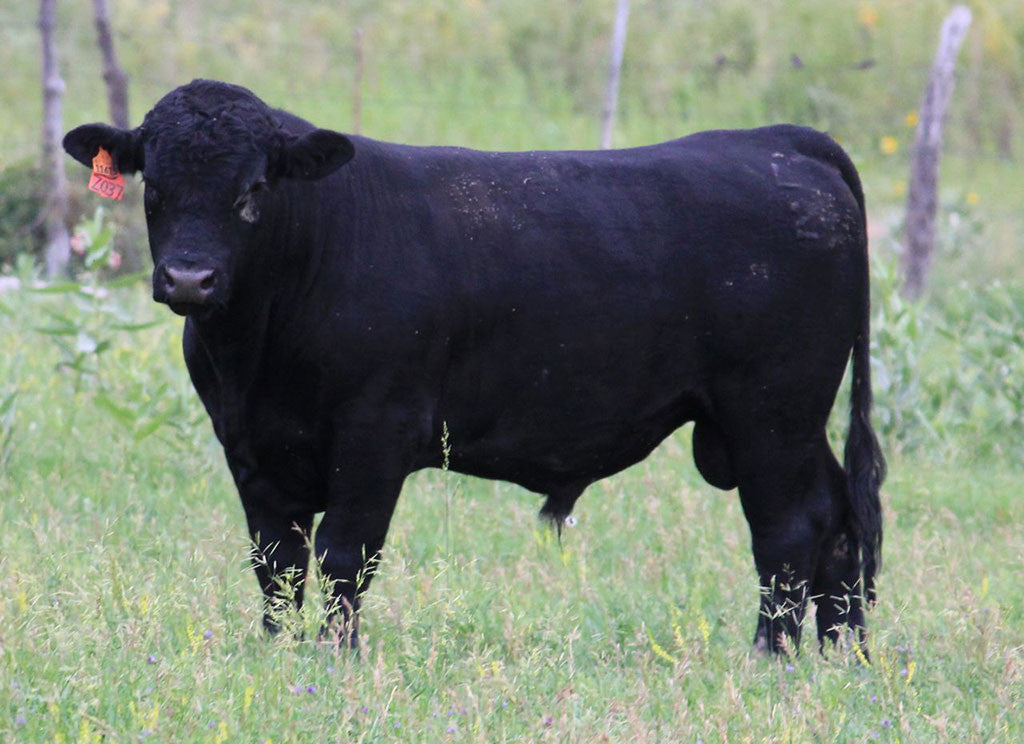 Bulls – Jobulls