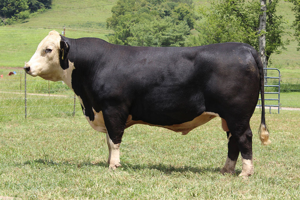 Jo Bull Advantage Y413